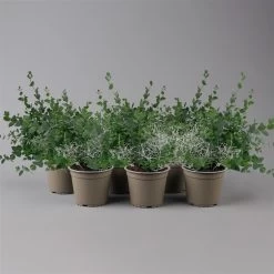 Silberdraht & Eukalyptus, Topf-Ø 13 Cm, 6er-Set