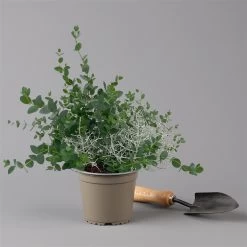 Silberdraht & Eukalyptus, Topf-Ø 13 Cm, 6er-Set -Fashion Garden Store 0690160042 Calocephalus Eukalyptus T13 6er Set Duo 2 125577