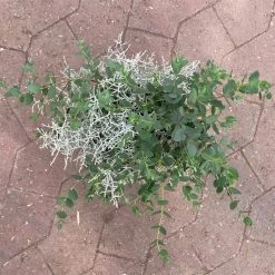 Silberdraht & Eukalyptus, Topf-Ø 13 Cm, 6er-Set -Fashion Garden Store 0690160042 calocephalus eukalyptus 5 122650