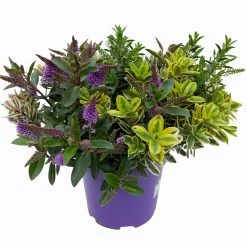 Hebe 'Quattro', Bunt, Topf-Ø 23 Cm, Höhe Ca. 40 Cm 13 Hebe 'Quattro', Bunt, Topf-Ø 23 Cm, Höhe Ca. 40 Cm -Fashion Garden Store 0690190020 Hebe Addenda T23 Quattro 3 114128