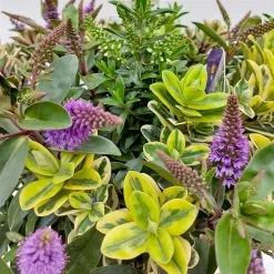 Hebe 'Quattro', Bunt, Topf-Ø 23 Cm, Höhe Ca. 40 Cm 15 Hebe 'Quattro', Bunt, Topf-Ø 23 Cm, Höhe Ca. 40 Cm -Fashion Garden Store 0690190020 Hebe Addenda T23 Quattro 5 114001