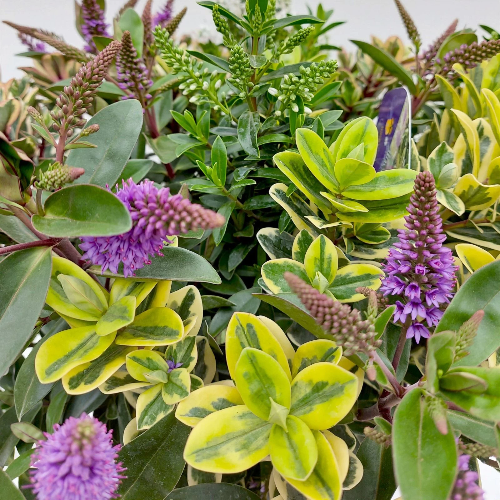 Hebe 'Quattro', Bunt, Topf-Ø 23 Cm, Höhe Ca. 40 Cm 7 Hebe 'Quattro', Bunt, Topf-Ø 23 Cm, Höhe Ca. 40 Cm – Bild 5