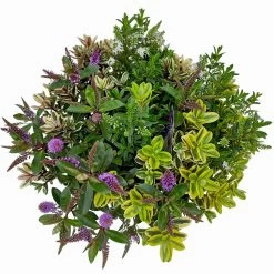 Hebe 'Quattro', Bunt, Topf-Ø 23 Cm, Höhe Ca. 40 Cm 14 Hebe 'Quattro', Bunt, Topf-Ø 23 Cm, Höhe Ca. 40 Cm -Fashion Garden Store 0690190020 Hebe Addenda T23 Quattro 9 114129