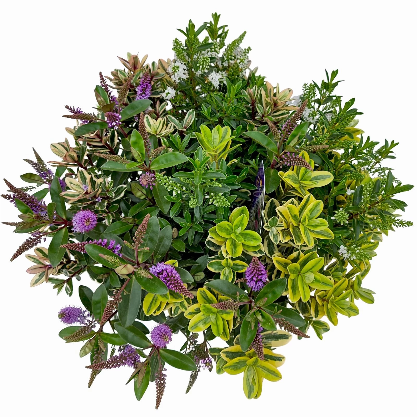 Hebe 'Quattro', Bunt, Topf-Ø 23 Cm, Höhe Ca. 40 Cm 6 Hebe 'Quattro', Bunt, Topf-Ø 23 Cm, Höhe Ca. 40 Cm – Bild 4