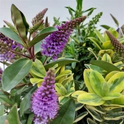 Hebe 'Quattro', Bunt, Topf-Ø 23 Cm, Höhe Ca. 40 Cm 16 Hebe 'Quattro', Bunt, Topf-Ø 23 Cm, Höhe Ca. 40 Cm -Fashion Garden Store 0690190068 Koelle Hebe T23 Donna Quattro H40 WS 1 94724