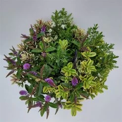 Hebe 'Quattro', Bunt, Topf-Ø 23 Cm, Höhe Ca. 40 Cm 12 Hebe 'Quattro', Bunt, Topf-Ø 23 Cm, Höhe Ca. 40 Cm -Fashion Garden Store 0690190068 Koelle Hebe T23 Donna Quattro H40 WS 2 94726