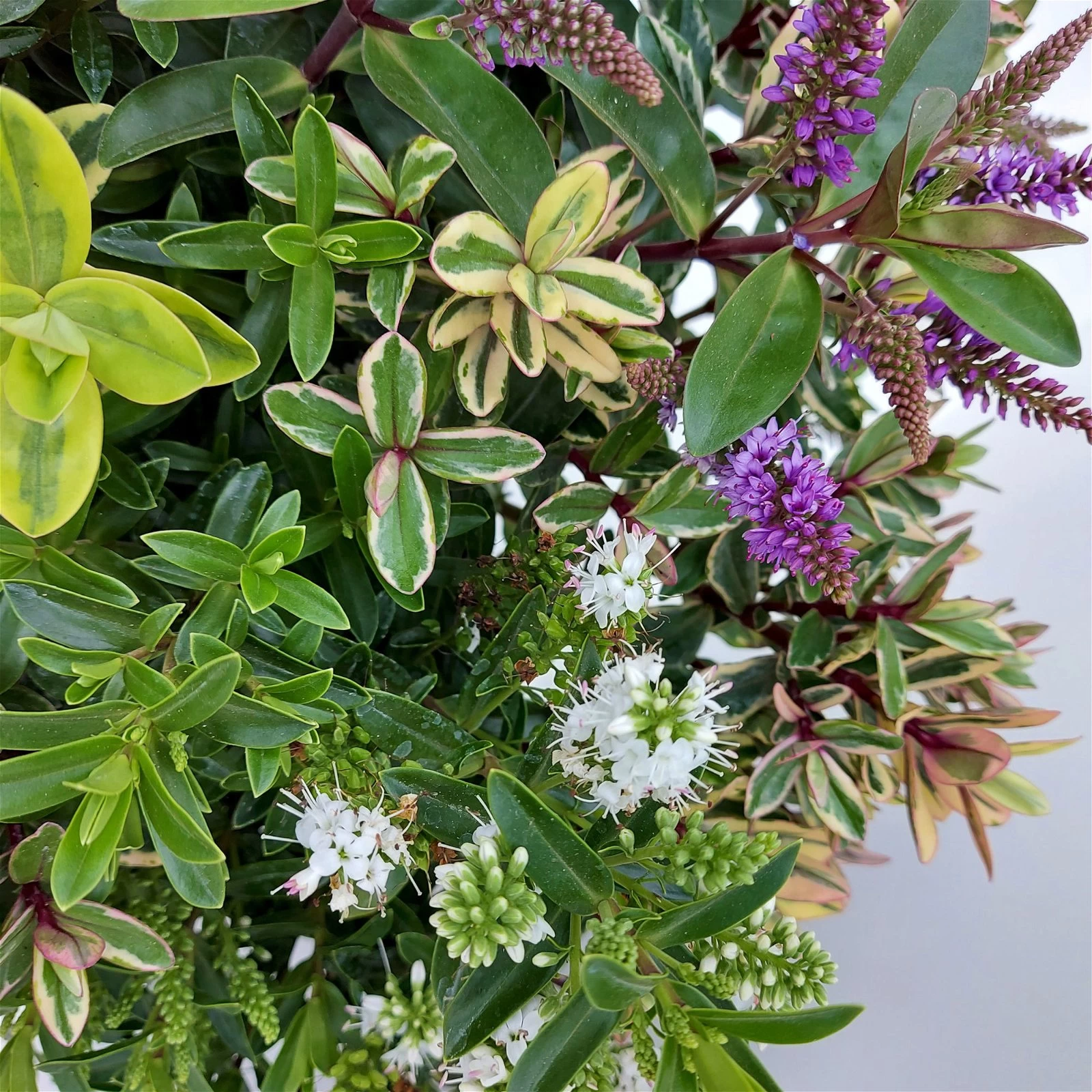 Hebe 'Quattro', Bunt, Topf-Ø 23 Cm, Höhe Ca. 40 Cm 9 Hebe 'Quattro', Bunt, Topf-Ø 23 Cm, Höhe Ca. 40 Cm – Bild 7