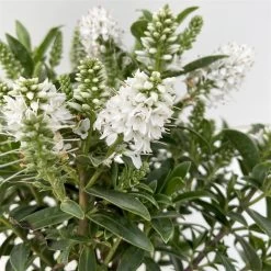 Hebe 'All Blooms®' Weiß, Topf-Ø 10,5 Cm, 6er-Set -Fashion Garden Store 0690190098 Koelle Hebe All Blooms T12 weiss 6er Set 4 112400