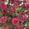 Hebe 'All Blooms®' Rot, Topf-Ø 10,5cm, 6er-Set 1 Hebe 'All Blooms®' Rot, Topf-Ø 10,5cm, 6er-Set -Fashion Garden Store 0690190101 Koelle Hebe All Blooms T17 rot 3 112383