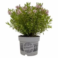 Hebe 'All Blooms®' Rosa, Topf-Ø 17 Cm -Fashion Garden Store 0690190104 Hebe All Blooms T17 rosa 1 114194