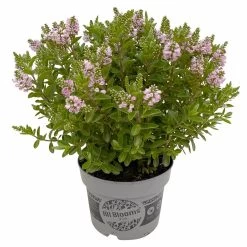 Hebe 'All Blooms®' Rosa, Topf-Ø 17 Cm -Fashion Garden Store 0690190104 Hebe All Blooms T17 rosa 3 114195