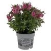 Hebe 'All Blooms®' Rosa, Topf-Ø 17 Cm -Fashion Garden Store 0690190104 Koelle Hebe All Blooms T17 rosa 2 112513
