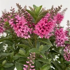 Hebe 'All Blooms®' Rosa, Topf-Ø 17 Cm -Fashion Garden Store 0690190104 Koelle Hebe All Blooms T17 rosa 5 112389