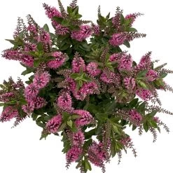 Hebe 'All Blooms®' Rosa, Topf-Ø 17 Cm -Fashion Garden Store 0690190104 Koelle Hebe All Blooms T17 rosa 6 112515