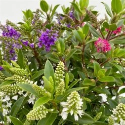 Hebe 'All Blooms®' Trio Rot-weiß-blau, Topf 17 Cm Ø -Fashion Garden Store 0690190153 Hebe All Blooms Trio T17 3 Farben pro Topf 10 114004