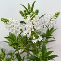 Hebe 'All Blooms®' Weiß, Topf-Ø 10,5 Cm, 6er-Set -Fashion Garden Store 0690190155 Hebe All Blooms weiss 6er Set 3 114006