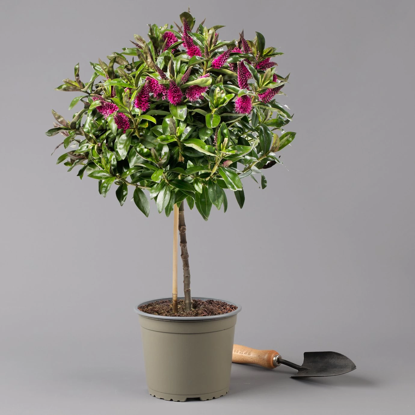 Hebe Addenda® Lila, Stämmchen, Topf-Ø 17 Cm, Höhe Ca. 60 Cm 3 Hebe Addenda® Lila, Stämmchen, Topf-Ø 17 Cm, Höhe Ca. 60 Cm