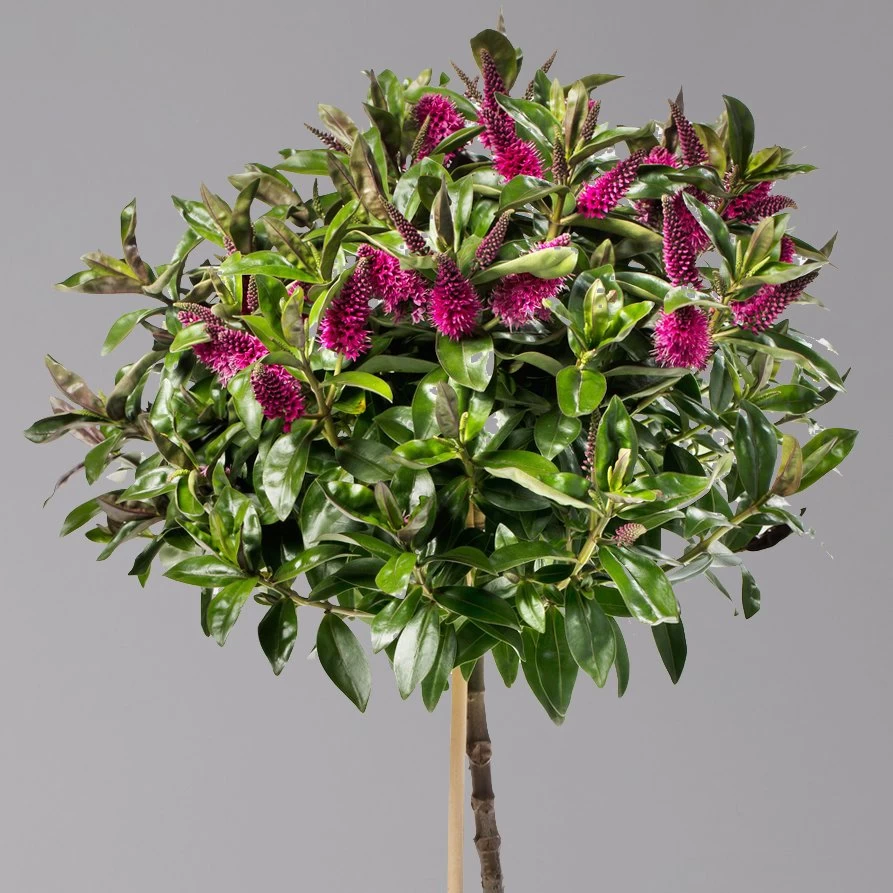 Hebe Addenda® Lila, Stämmchen, Topf-Ø 17 Cm, Höhe Ca. 60 Cm 4 Hebe Addenda® Lila, Stämmchen, Topf-Ø 17 Cm, Höhe Ca. 60 Cm – Bild 2