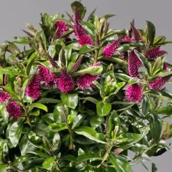 Hebe Addenda® Lila, Stämmchen, Topf-Ø 17 Cm, Höhe Ca. 60 Cm 9 Hebe Addenda® Lila, Stämmchen, Topf-Ø 17 Cm, Höhe Ca. 60 Cm -Fashion Garden Store 0690190217 Hebe Addenda Stamm T17 Nikka lila H60cm 3 126855