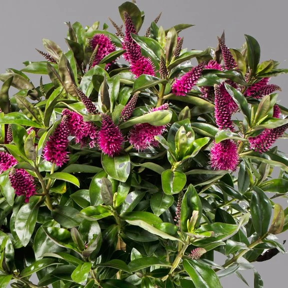 Hebe Addenda® Lila, Stämmchen, Topf-Ø 17 Cm, Höhe Ca. 60 Cm 5 Hebe Addenda® Lila, Stämmchen, Topf-Ø 17 Cm, Höhe Ca. 60 Cm – Bild 3