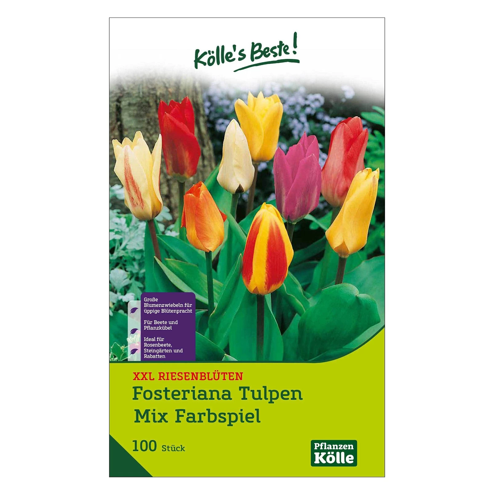 XXL Fosteriana Tulpen Mix Papiertüte 100 Blumenzwiebeln 3 XXL Fosteriana Tulpen Mix Papiertüte 100 Blumenzwiebeln