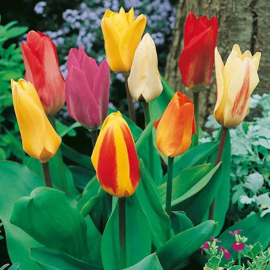 XXL Fosteriana Tulpen Mix Papiertüte 100 Blumenzwiebeln 4 XXL Fosteriana Tulpen Mix Papiertüte 100 Blumenzwiebeln – Bild 2