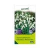 Schneeglöckchen, Galanthus Woronowii, 50 Blumenzwiebeln 2 Schneeglöckchen, Galanthus Woronowii, 50 Blumenzwiebeln -Fashion Garden Store 0720500088 0720500089 0720500090 KB Schneegloeckchen Galanthus Woronowii weiss 115471