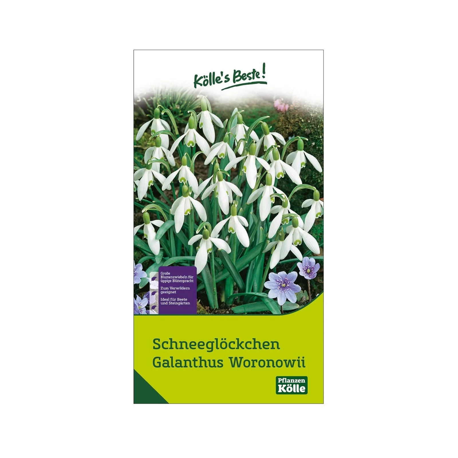 Schneeglöckchen, Galanthus Woronowii, 50 Blumenzwiebeln 4 Schneeglöckchen, Galanthus Woronowii, 50 Blumenzwiebeln – Bild 2