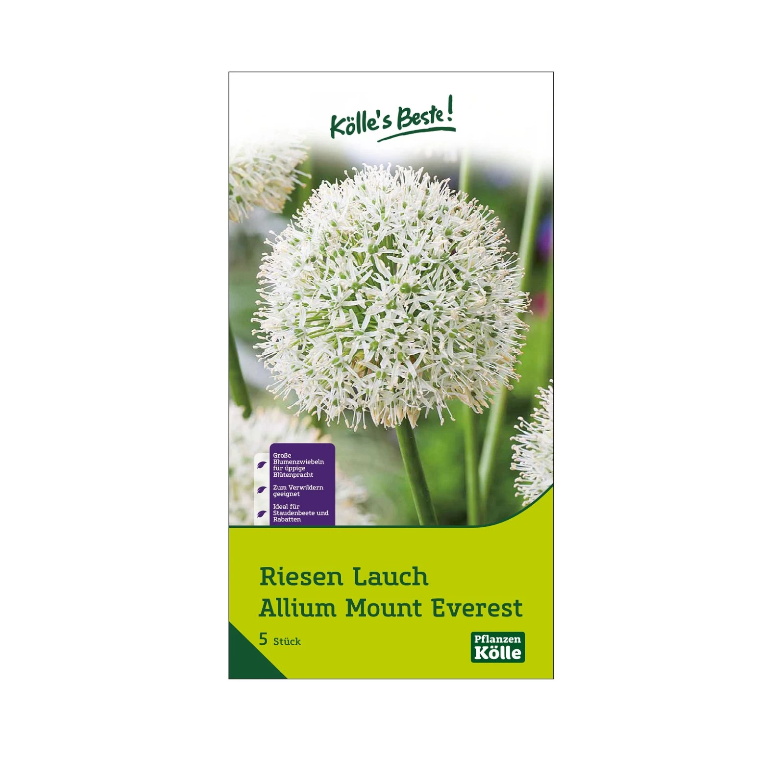 XXL Allium Mount Everest (Riesenkugellauch) Weiß, 5 Blumenzwiebeln 3 XXL Allium Mount Everest (Riesenkugellauch) Weiß, 5 Blumenzwiebeln