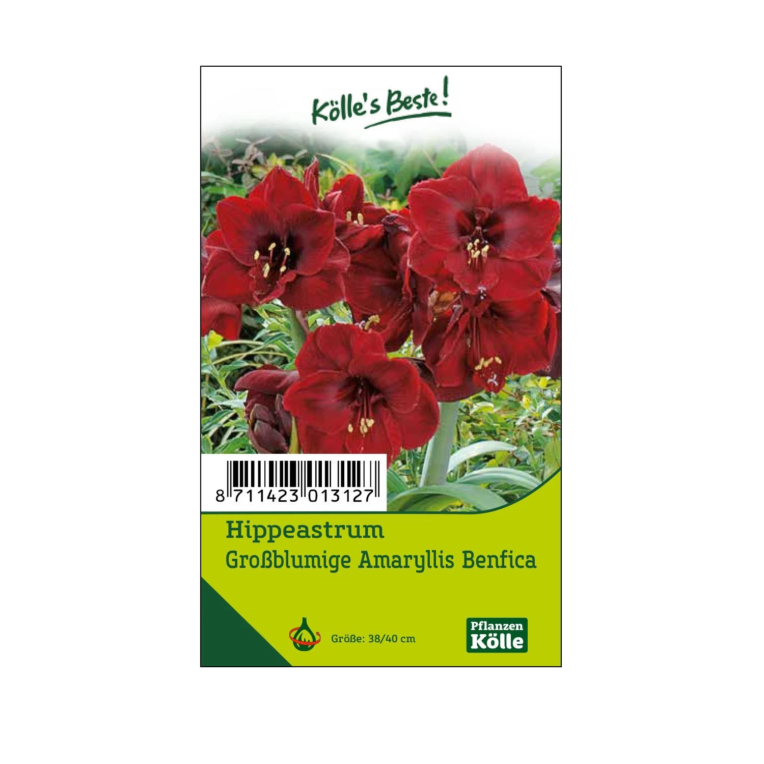 Großblumige Amaryllis Benfica Dunkelrot, 1 Blumenzwiebel 3 Großblumige Amaryllis Benfica Dunkelrot, 1 Blumenzwiebel