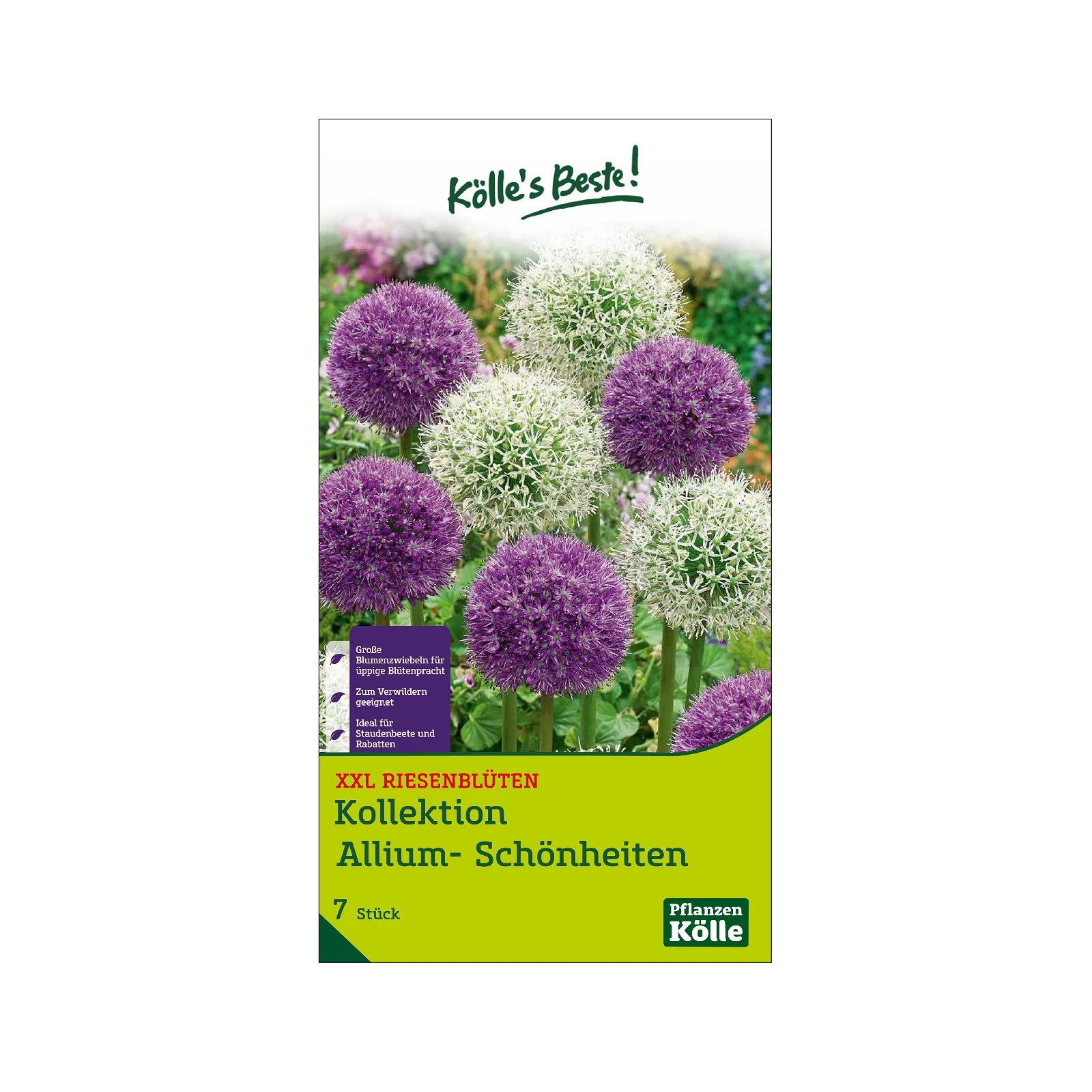 XXL Allium Mischung 'Riesenlauch Schönheiten', Weiß, Lila, 5 Blumenzwiebeln 3 XXL Allium Mischung 'Riesenlauch Schönheiten', Weiß, Lila, 5 Blumenzwiebeln