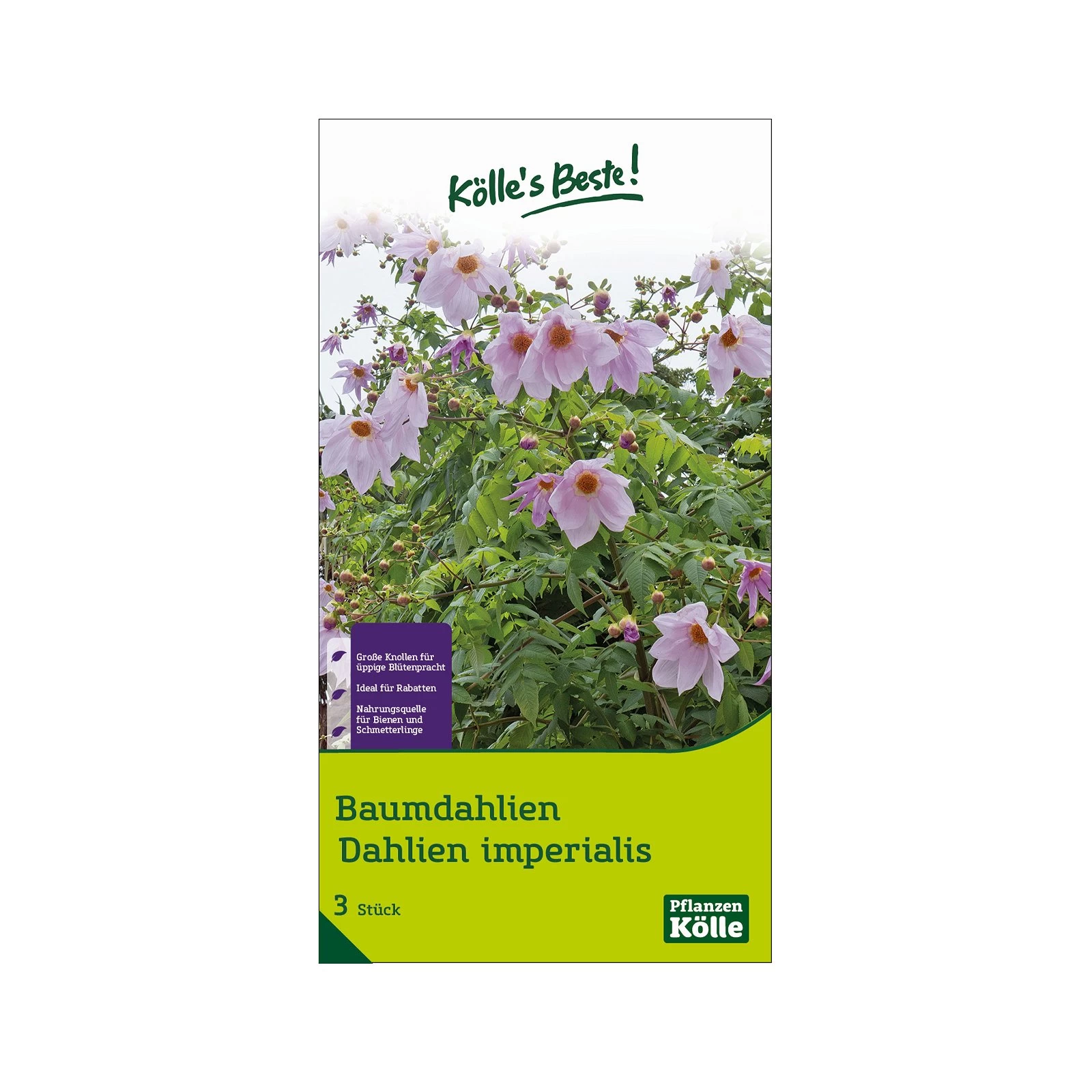 Kölle's Beste Baumdahlie 'Imperialis' Rosa, Größe 1, 3 Blumenknollen 3 Kölle's Beste Baumdahlie 'Imperialis' Rosa, Größe 1, 3 Blumenknollen