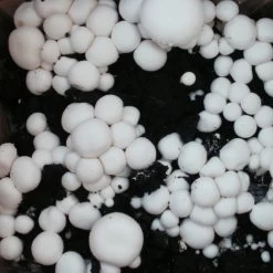 Bio Fertig-Pilzzuchtset Champignon -Fashion Garden Store 0740400018 BIO Fertig Pilzzuchtset Champignon 2 32242