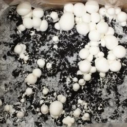 Bio Fertig-Pilzzuchtset Champignon -Fashion Garden Store 0740400018 BIO Fertig Pilzzuchtset Champignon 32241