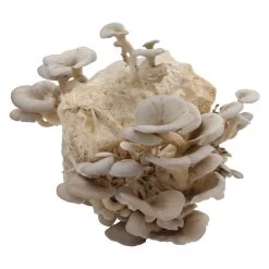 Bio Home Pilzzuchtset Für Austernpilze 7 Bio Home Pilzzuchtset Für Austernpilze -Fashion Garden Store 0740400024 BIO Home Pilzzuchtset Austernpilz 2 32252