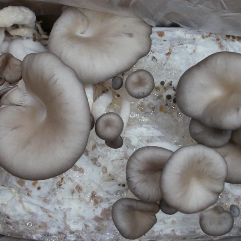 Bio Home Pilzzuchtset Für Austernpilze 4 Bio Home Pilzzuchtset Für Austernpilze – Bild 2