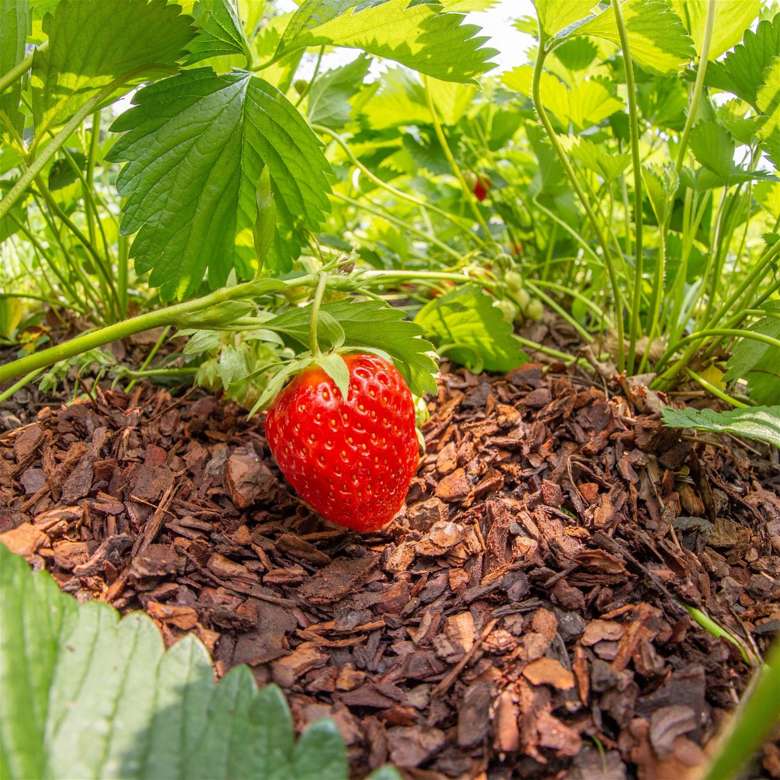 Plantavital Rindenmulch Fein, 2280l, 57 Sack á 40l 6 Plantavital Rindenmulch Fein, 2280l, 57 Sack á 40l – Bild 4