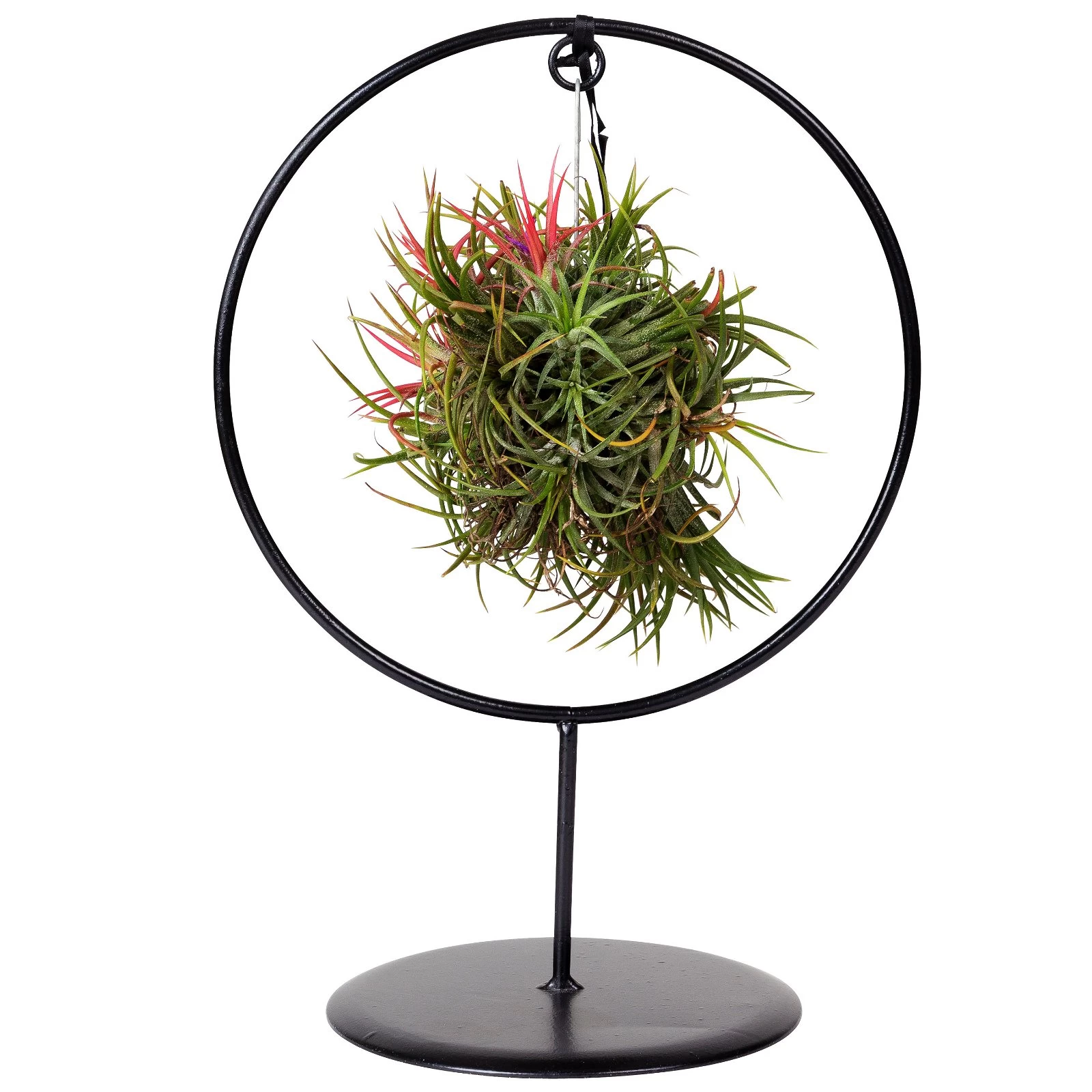 Tillandsia 'Magic Ball' In Rundem Metallgestell, 17cm Ø 9 Tillandsia 'Magic Ball' In Rundem Metallgestell, 17cm Ø – Bild 7