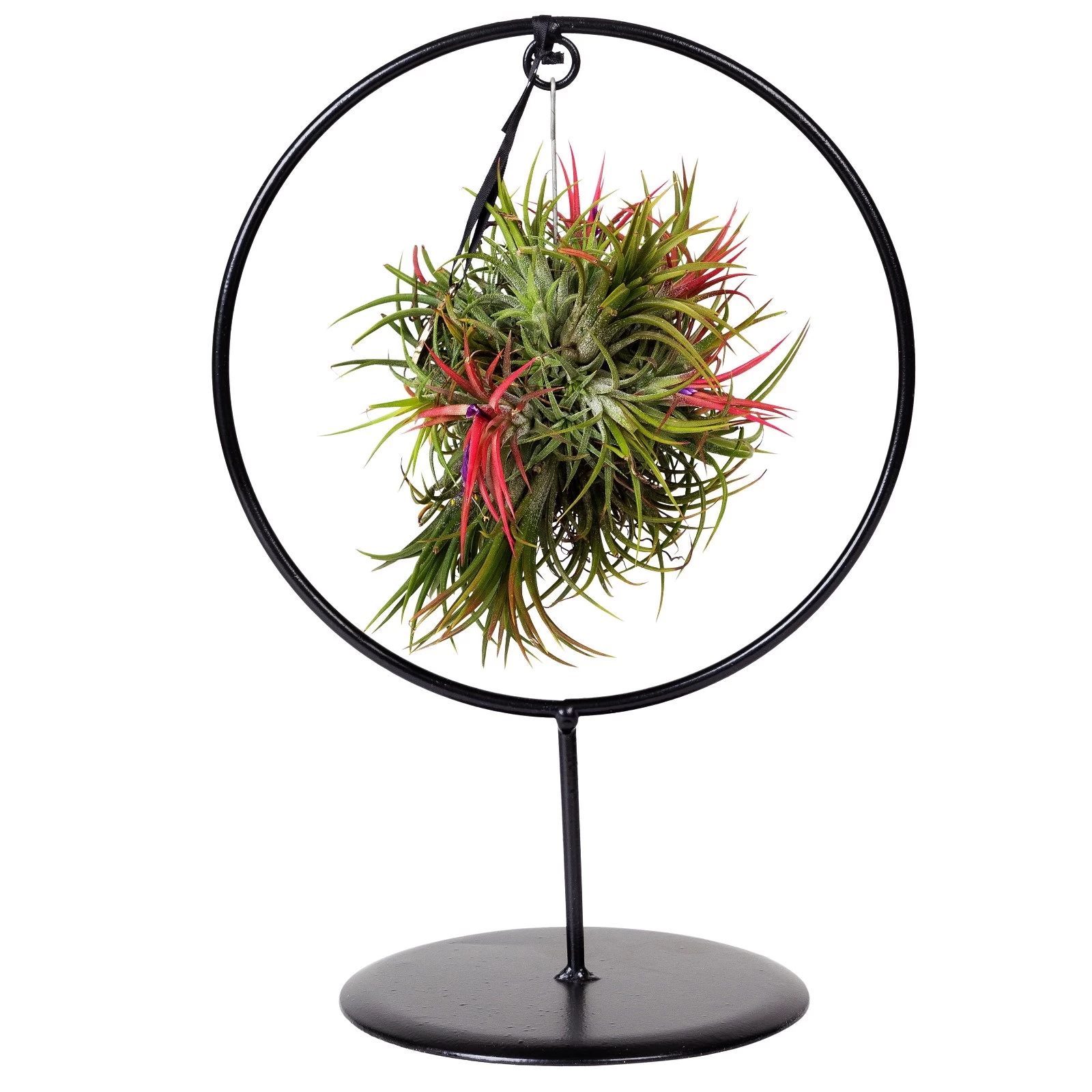 Tillandsia 'Magic Ball' In Rundem Metallgestell, 17cm Ø 7 Tillandsia 'Magic Ball' In Rundem Metallgestell, 17cm Ø – Bild 5