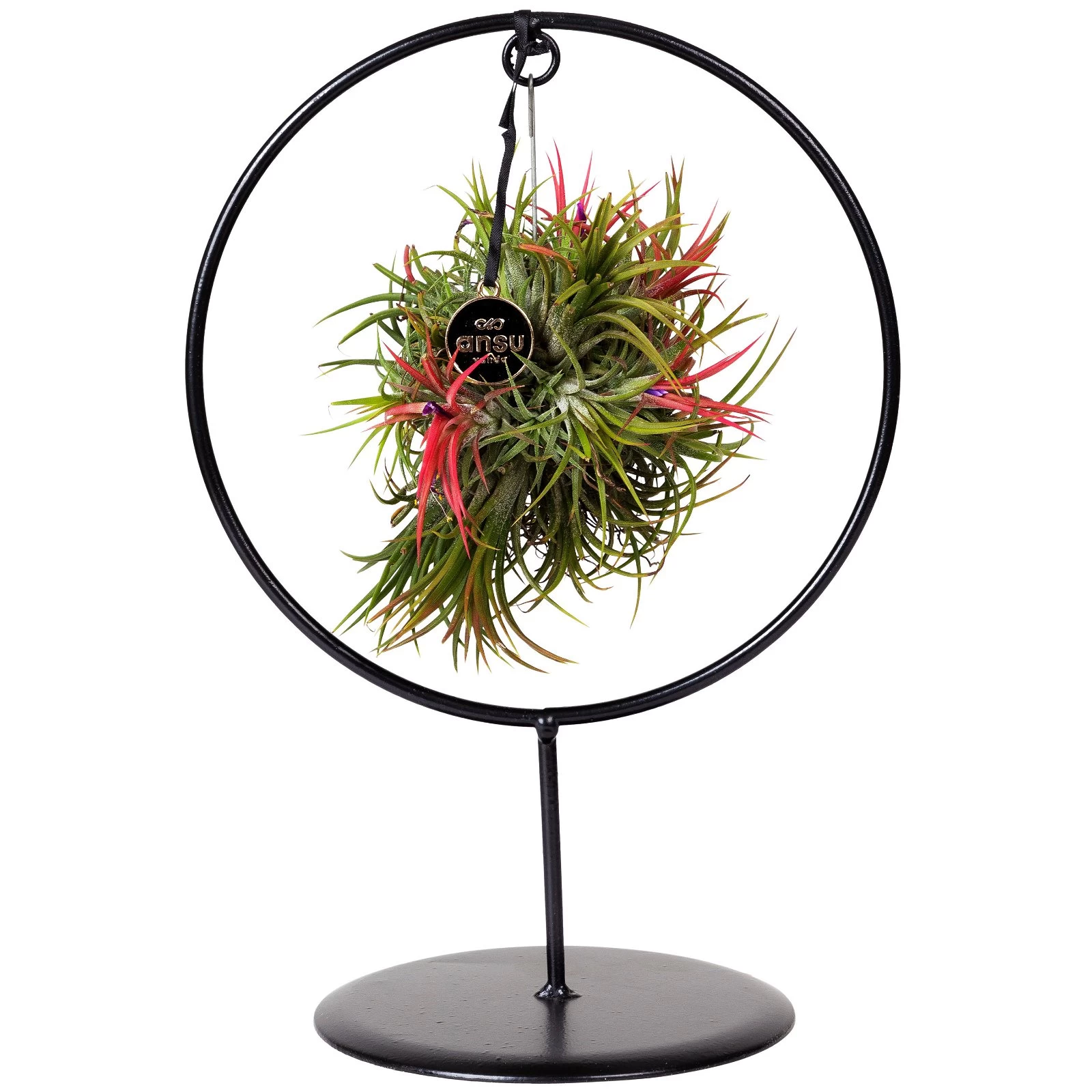 Tillandsia 'Magic Ball' In Rundem Metallgestell, 17cm Ø 4 Tillandsia 'Magic Ball' In Rundem Metallgestell, 17cm Ø – Bild 2