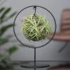 Tillandsia 'Magic Ball' In Rundem Metallgestell, 17cm Ø -Fashion Garden Store 1530102423 Tillandsia Ring Magic Ball rund 100083