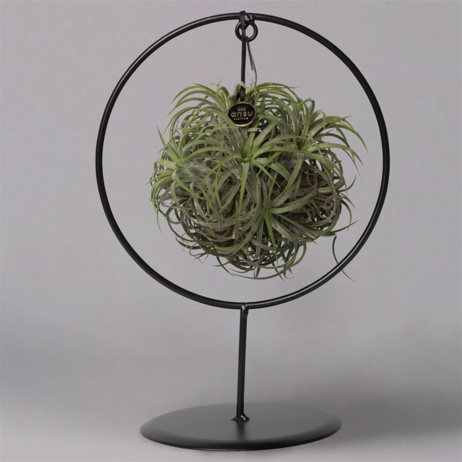 Tillandsia 'Magic Ball' In Rundem Metallgestell, 17cm Ø 5 Tillandsia 'Magic Ball' In Rundem Metallgestell, 17cm Ø – Bild 3