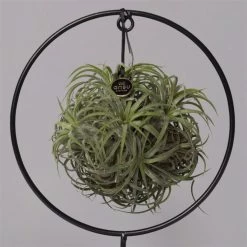 Tillandsia 'Magic Ball' In Rundem Metallgestell, 17cm Ø 13 Tillandsia 'Magic Ball' In Rundem Metallgestell, 17cm Ø -Fashion Garden Store 1530150012 Tillandsia Ring Magic Ball rund 2 115572