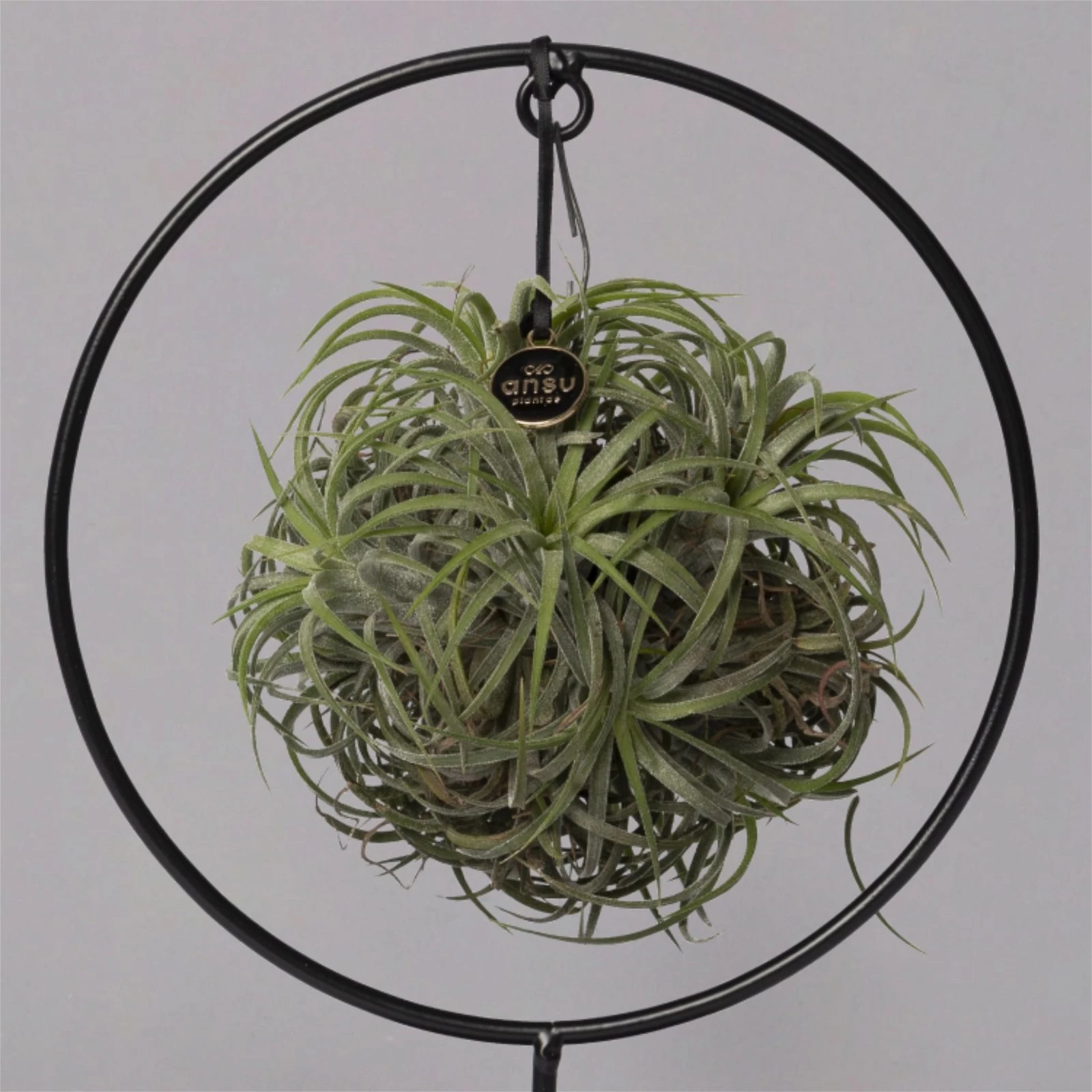 Tillandsia 'Magic Ball' In Rundem Metallgestell, 17cm Ø 6 Tillandsia 'Magic Ball' In Rundem Metallgestell, 17cm Ø – Bild 4