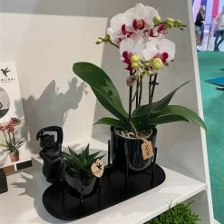 Geschenkset Orchidee & Sukkulente, Schwarz, Inkl. Übertöpfen Und Dekotablett -Fashion Garden Store 1530150104 Kolibri Set schwarz klein 116940