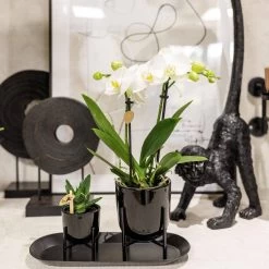 Geschenkset Orchidee & Sukkulente, Schwarz, Inkl. Übertöpfen Und Dekotablett -Fashion Garden Store 1530150104 Kolibri Set schwarz klein 3 116984