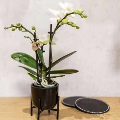 Geschenkset Orchidee & Sukkulente, Schwarz, Inkl. Übertöpfen Und Dekotablett -Fashion Garden Store 1530150104 Kolibri Set schwarz klein 5 116983