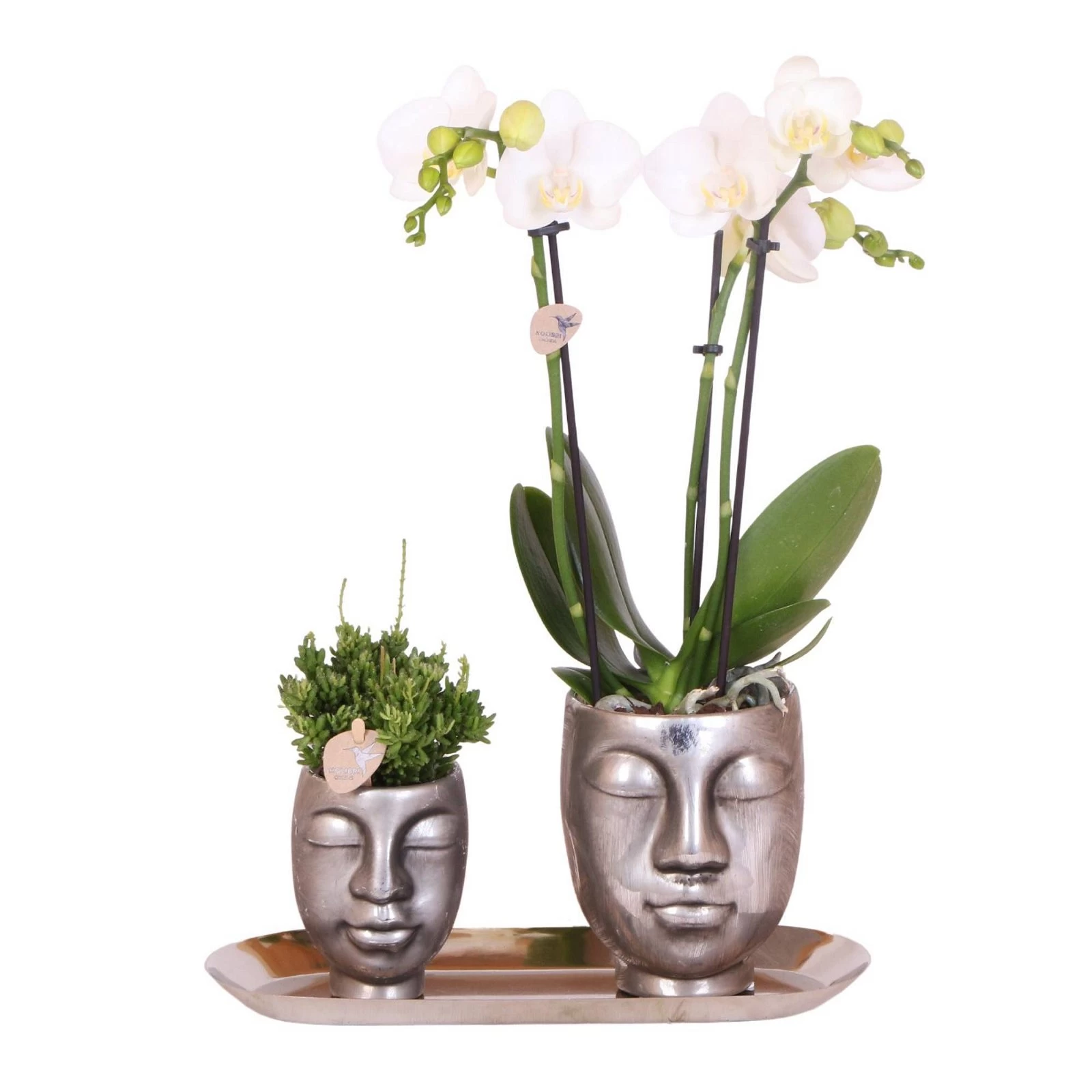 Geschenkset Orchidee & Sukkulente, Silber, Inkl. Übertöpfen Und Dekotablett 4 Geschenkset Orchidee & Sukkulente, Silber, Inkl. Übertöpfen Und Dekotablett – Bild 2