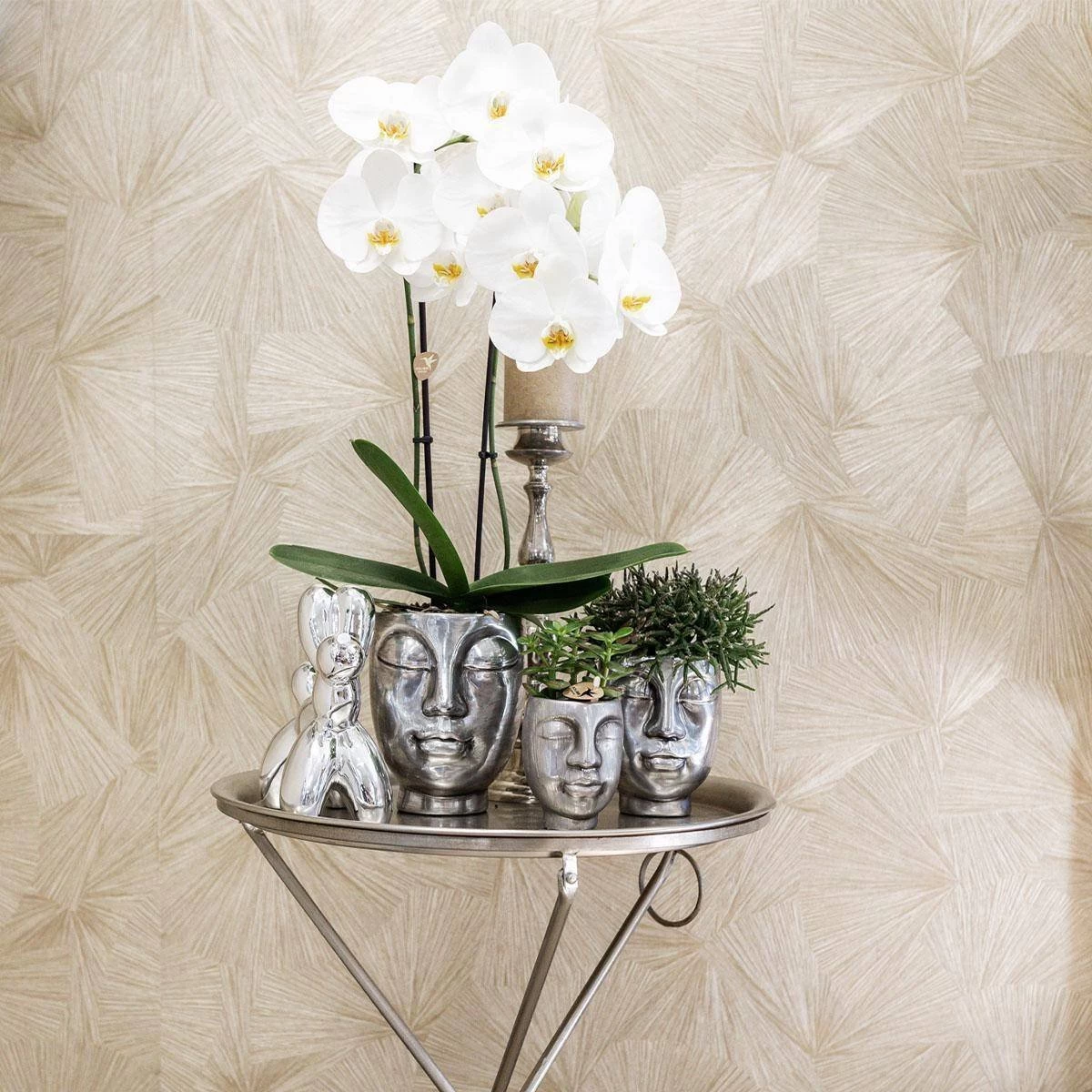 Geschenkset Orchidee & Sukkulente, Silber, Inkl. Übertöpfen Und Dekotablett 3 Geschenkset Orchidee & Sukkulente, Silber, Inkl. Übertöpfen Und Dekotablett