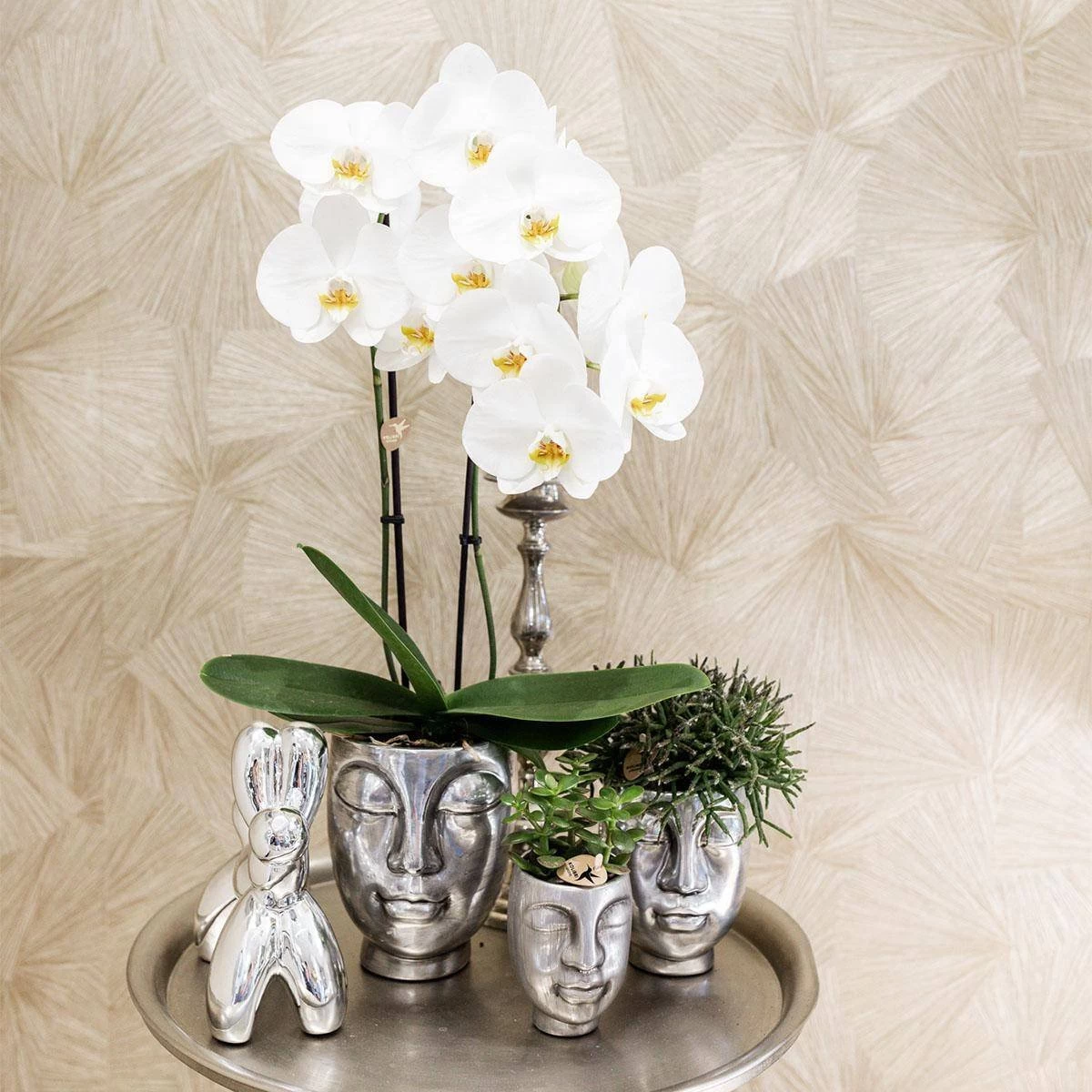 Geschenkset Orchidee & Sukkulente, Silber, Inkl. Übertöpfen Und Dekotablett 5 Geschenkset Orchidee & Sukkulente, Silber, Inkl. Übertöpfen Und Dekotablett – Bild 3